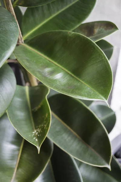 Інтер'єр тропічного зеленого дерева рослин — стокове фото
