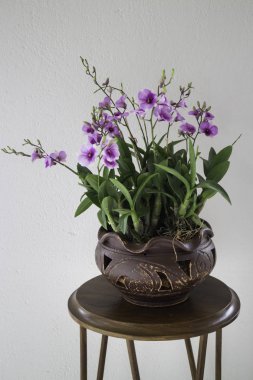 Vazoda güzel çiçekler orkide