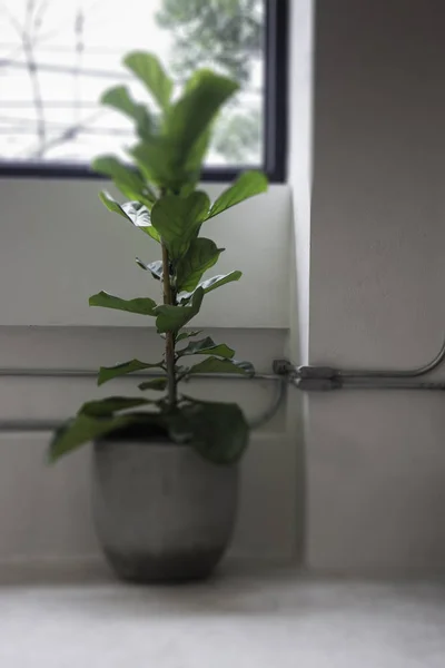 Tropisch groen plant pot interieur — Stockfoto