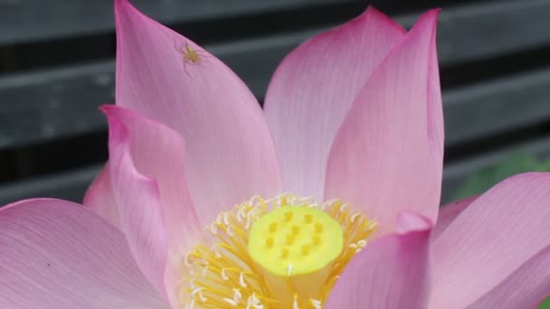 Pszczoła Pająk Przyjść Kwiatu Lotosu Zdjęcia Stockowe — Wideo stockowe