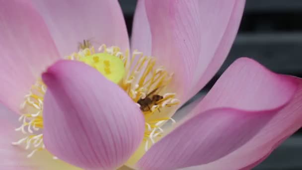 Bee Kom Naar Lotus Blossom Het Stuifmeel Verzamelen Stock Footage — Stockvideo