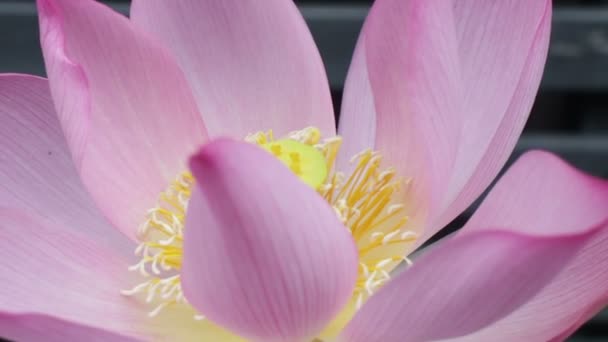 Bee Kom Naar Lotus Bloem Het Stuifmeel Verzamelen Stock Footage — Stockvideo