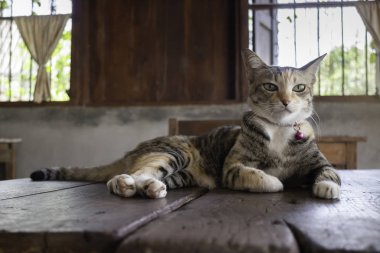 Evcil sevimli kedi uykuya daldı