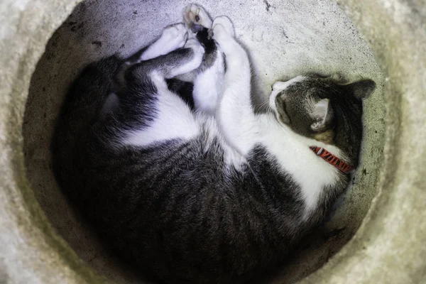 Inhemska söt katt somnade — Stockfoto