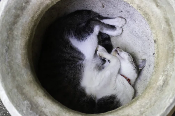 Inhemska söt katt somnade — Stockfoto