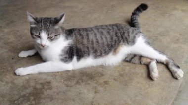 Tembel sevimli kedi uykuda hissediyorum, stok görüntüleri