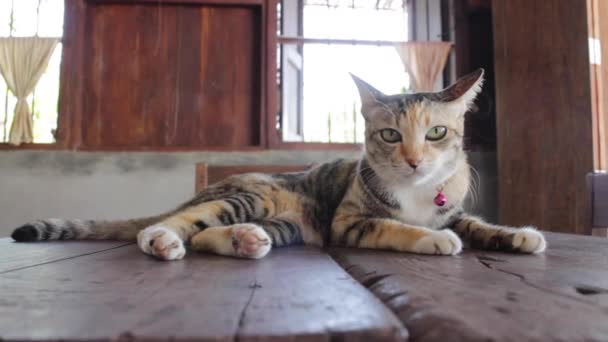 Freundliche Süße Katze Beim Chillen Hause Archivmaterial — Stockvideo