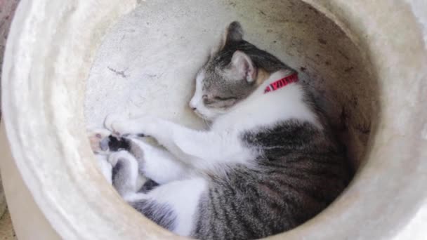 Dia Sonhando Preguiçoso Bonito Gato Imagens Estoque — Vídeo de Stock