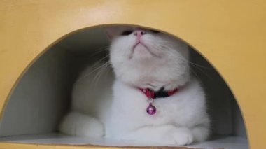 Sevimli beyaz kedi delikte mutlu, stok görüntüleri