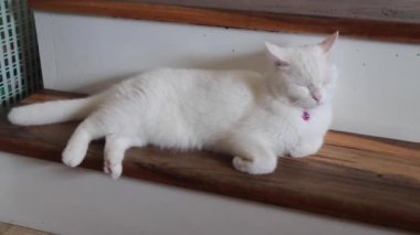 Cute white thai cat relaxing on the stair step, stock footage