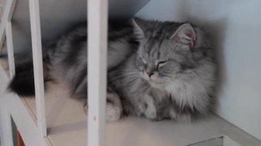 Evde uykulu kedi hissediyorum, stok görüntüleri.