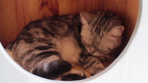 Cute Cat Grooms Itself House Toy Stock Footage — Stock Video