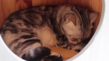 Evcil kedi kendini ev oyuncaklarıyla tımar ediyor.