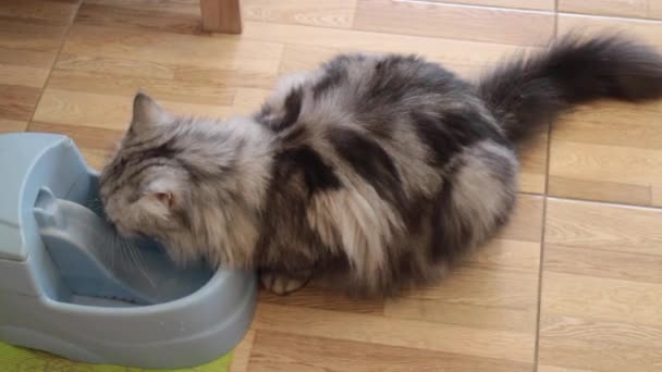 Домашня Кішка Має Трохи Води Мисці Стокове Відео — стокове відео