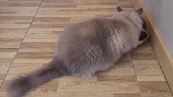 Himalaya Katze Mit Etwas Futter Der Schüssel Archivmaterial — Stockvideo