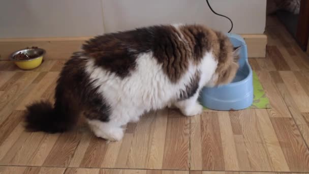 Indoor Katze Mit Etwas Wasser Der Schüssel Archivmaterial — Stockvideo