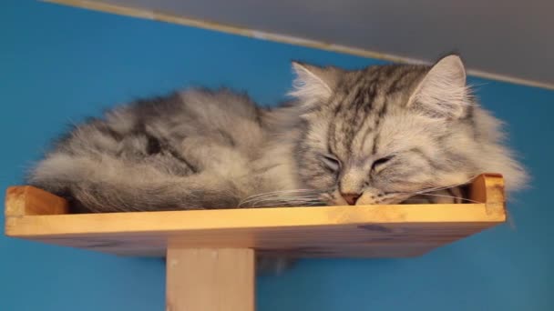 Kapalı Alan Kedisi Oyuncakta Uyuyor Stok Görüntüleri — Stok video