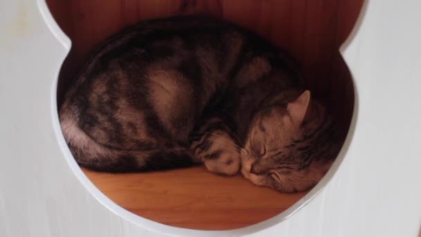 Charmant Chat Dormant Dans Maison Jouet Images Stock — Video