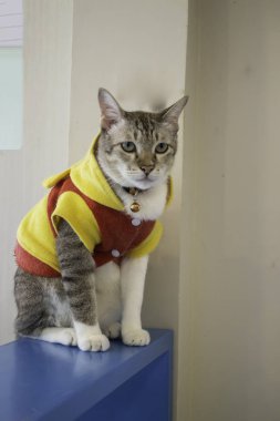 Evcil kedi kahve dükkanında serinledi.