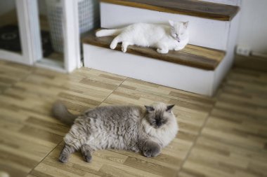 Evcil kedi kahve dükkanında serinledi.