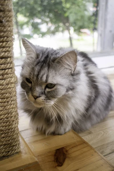 Evcil kedi kahve dükkanında serinledi. — Stok fotoğraf