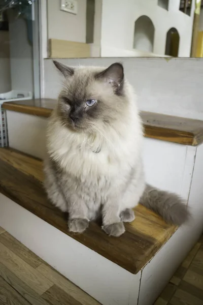 Domestic cat chilled in coffee shop — Stock Photo, Image