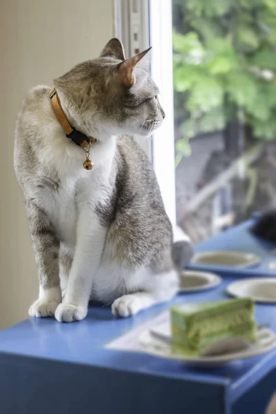 Gato doméstico refrigerado en cafetería — Foto de Stock