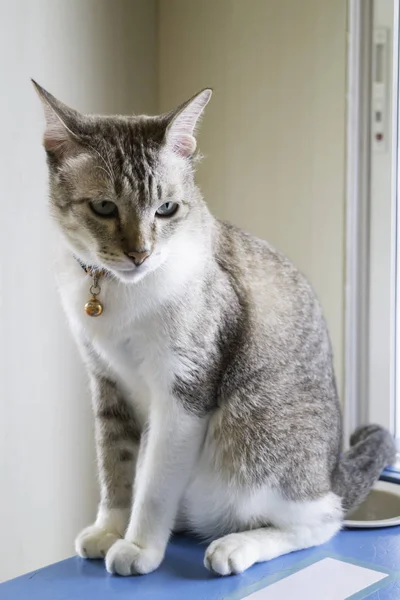 Hauskatze im Café gekühlt — Stockfoto