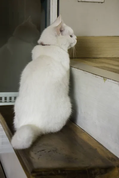 Domestic cat chilled in coffee shop