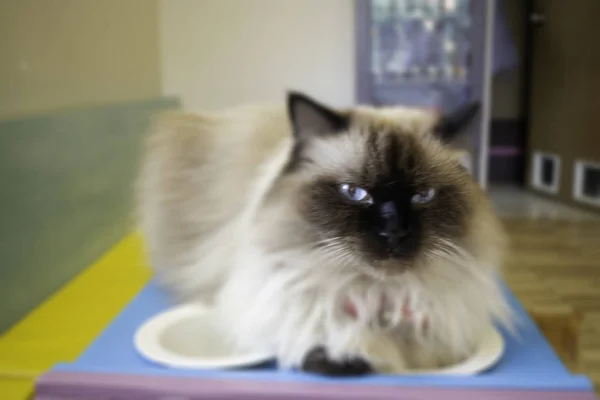 Domestic cat chilled in coffee shop