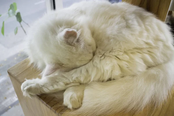 Kávézóban hűtött házi macska — Stock Fotó