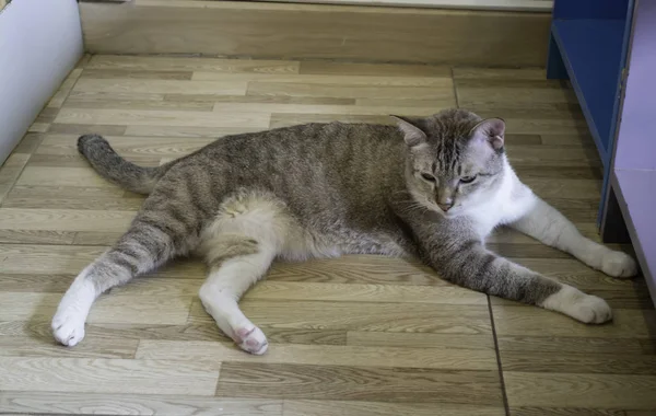 Домашняя кошка охлаждена в кофейне — стоковое фото
