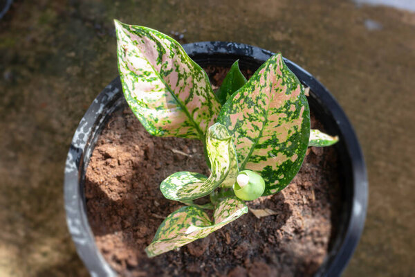 The Aglaonema modestum flower blooming, stock photo