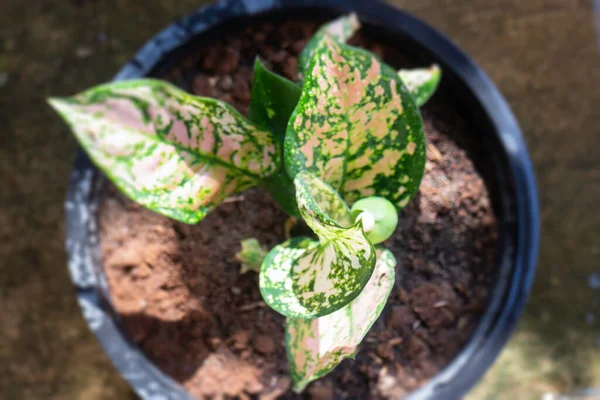 Fiore Aglaonema Modestum Che Fiorisce Fotografia Scorta — Foto Stock