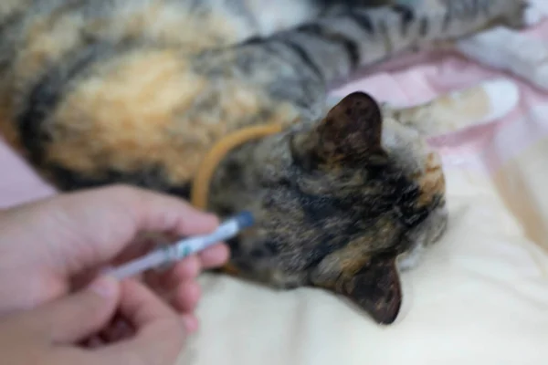 Woman applying tick and flea treatment to pet cat, stock photo