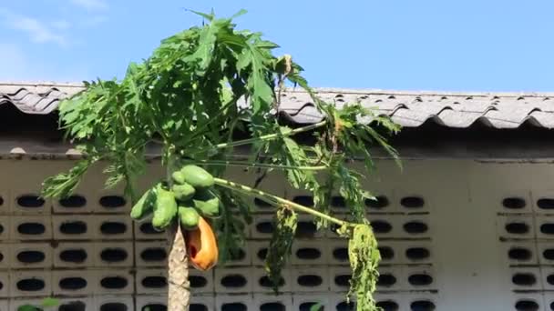 木瓜植物在多风的日子里独立存在 储存画面 — 图库视频影像