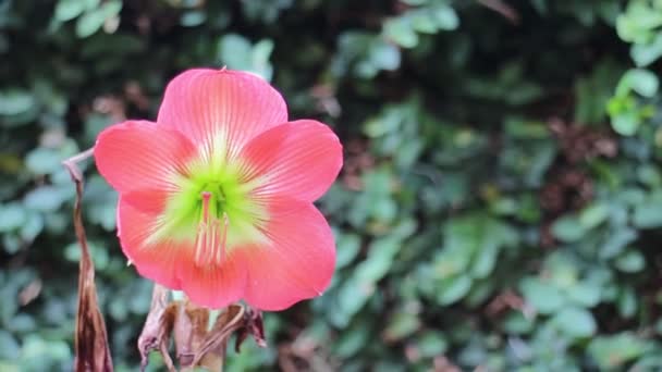 Όμορφο Κόκκινο Λουλούδι Στο Πράσινο Κήπο Πλάνα Αρχείου — Αρχείο Βίντεο