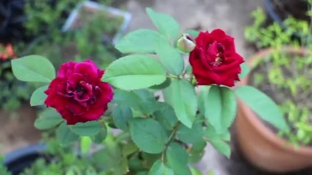 Beautiful Mini Red Velvet Rose Flower Plant Stock Footage — Stock Video