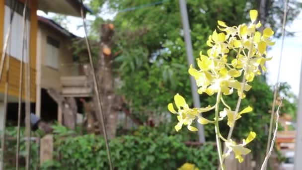 Gelber Orchideen Blumentopf Auf Dem Balkon Archivmaterial — Stockvideo