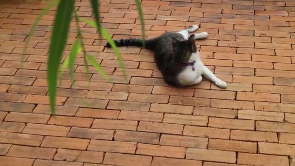 Realidade Gato Refrigerado Fundo Piso Tijolo Imagens Estoque — Vídeo de Stock