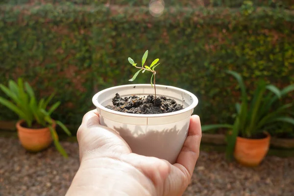 Jovem Planta Romã Recipiente Reciclagem Fot Estoque — Fotografia de Stock