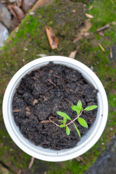 Jovem Planta Romã Recipiente Reciclagem Fot Estoque — Fotografia de Stock