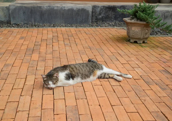 ヴィンテージガーデンで冷やされた国産猫 ストックフォト — ストック写真