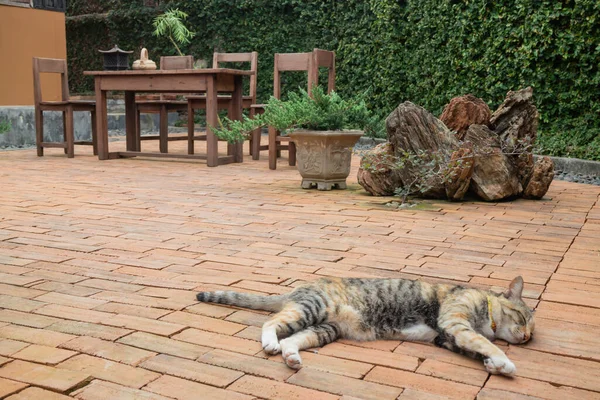 Домашня Кішка Охолоджена Старовинному Саду Стокове Фото — стокове фото