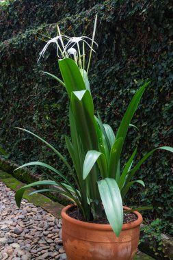 Beyaz Schnhutchen Hymenocallis latifolia çiçeği, stok fotoğrafı.