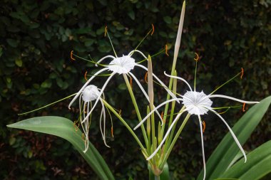 Beyaz Schnhutchen Hymenocallis latifolia çiçeği, stok fotoğrafı.