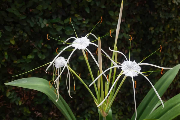 Blanco Schnhutchen Hymenocallis Latifolia Flor Jardín Foto Stock —  Fotos de Stock