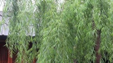 Yağmur sonrası yeşil yapraklar, stok görüntüleri