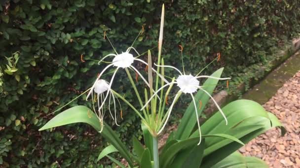 Αργή Κίνηση Του Λευκού Άνθους Schnhutchen Hymenocallis Latifolia Στον Κήπο — Αρχείο Βίντεο