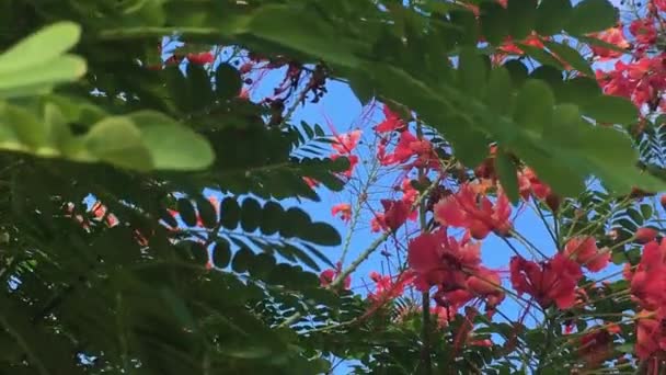 Belles Fleurs Fleurissent Dans Ciel Été Images Stock — Video
